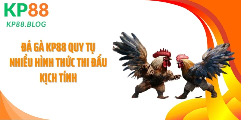 Đá gà KP88 quy tụ nhiều hình thức thi đấu kịch tính