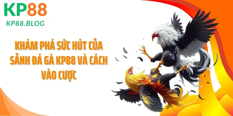 Khám phá sức hút của sảnh đá gà KP88 và cách vào cược