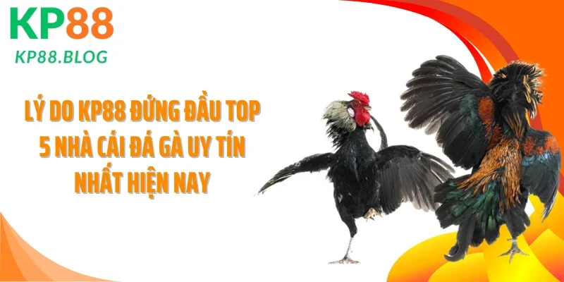 Lý do KP88 đứng đầu top 5 nhà cái đá gà uy tín nhất hiện nay