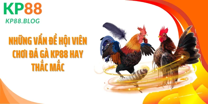 Những vấn đề hội viên chơi đá gà KP88 hay thắc mắc